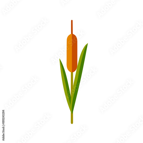 A_Simple_flat_2D_icon_of_a_cattail_plant_isolated_on_a_white, simple illustration with EPS format design