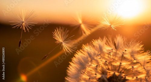 Golden dandelion seeds in warm light
