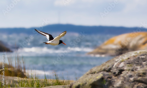 A Flying Eurasian Oystercatcher at Beautiful Herfol Island in Hvaler, Norway