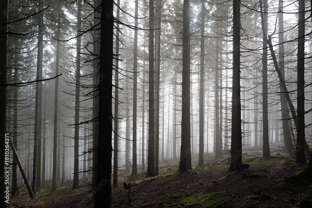 Naklejka premium tree trunks in autumn fog