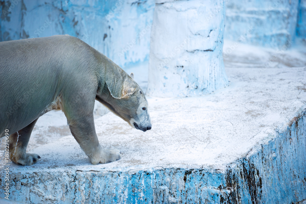 Fototapeta premium 天王寺動物園の動物