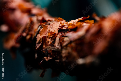 texture macro