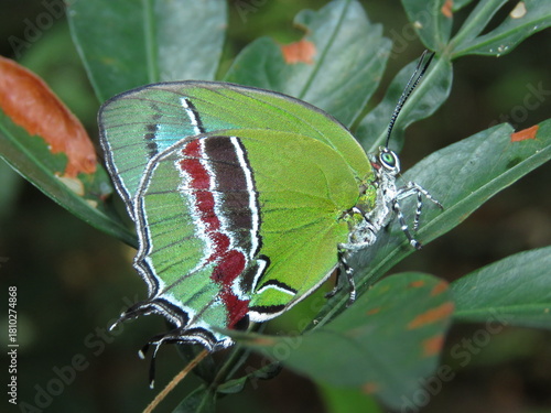 butterfly on leaf