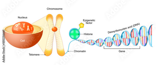 Cell Structure. Gene, DNA and Chromosome