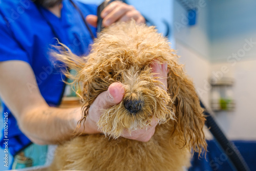 At a pet grooming salon, a middle-aged male groomer is drying the fur of an adorable Poodle dog with a blow dryer