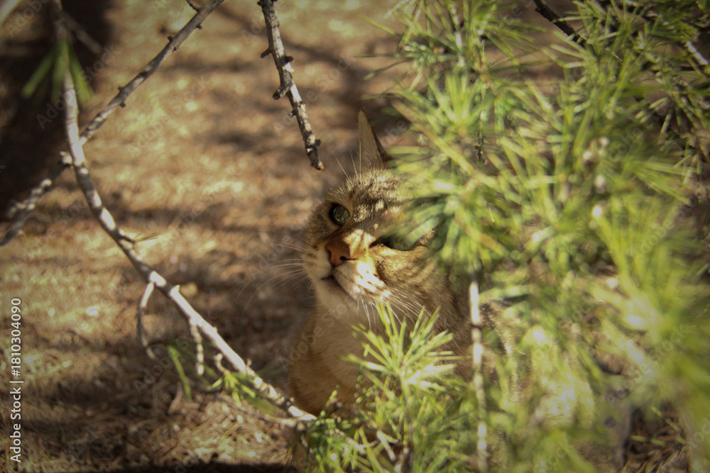 Fototapeta premium A cat that enjoys nature