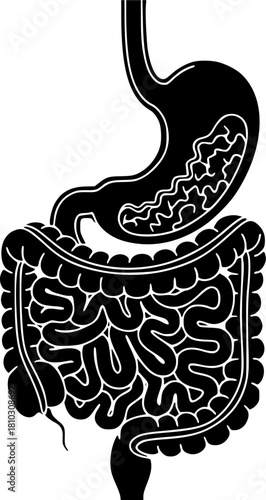 Digestive system stomach and intestines one line drawing
