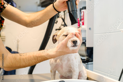 At a pet grooming salon, a middle-aged male groomer is drying the fur of an adorable Jack Russell Terrier dog with a blow dryer