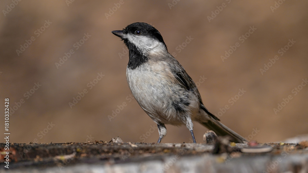 Fototapeta premium Sombre Tit bird perching on a rock