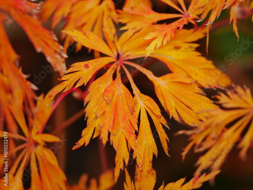 Golden / orange Japanese maple leaves in autumn / fall