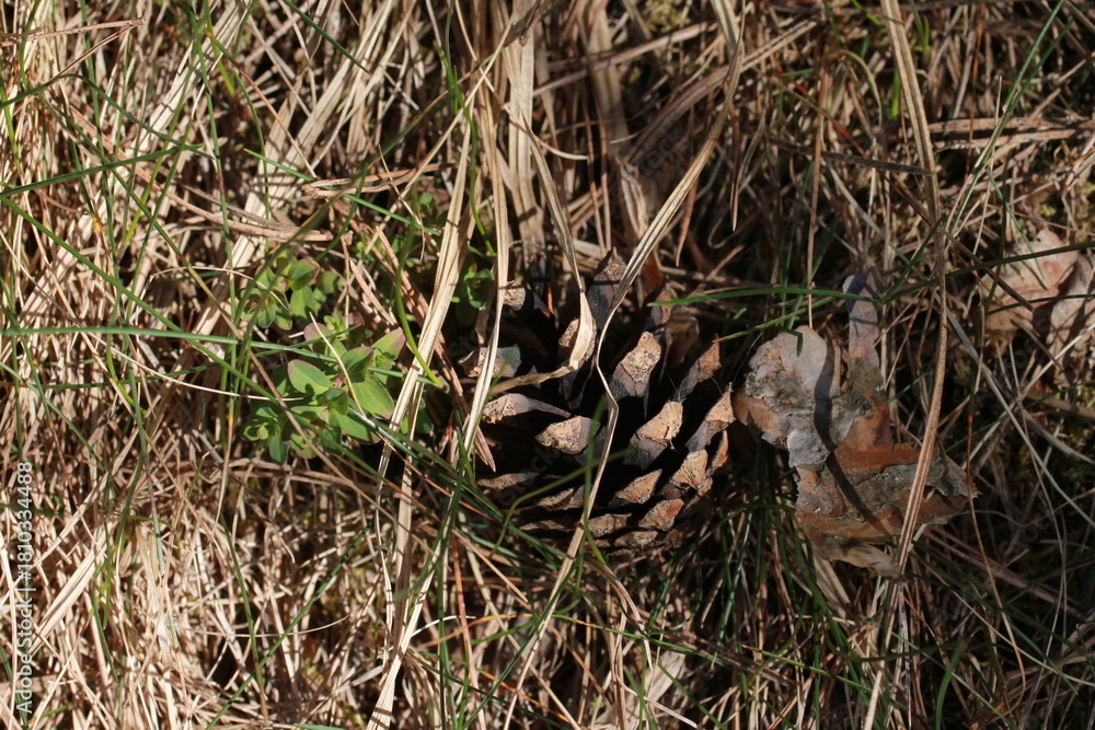 Obraz premium A pine cone in the dry grass
