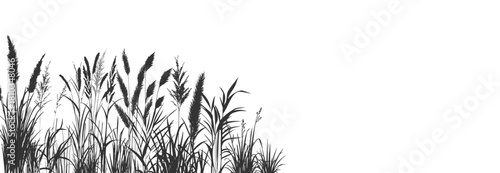 Wild grasses and swamp plants at the edge of a calm waterside.