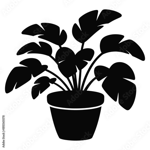Silhouette of a potted monstera plant with large, fenestrated leaves, casting a shadow against an isolated on white background, creating a minimalist and modern aesthetic