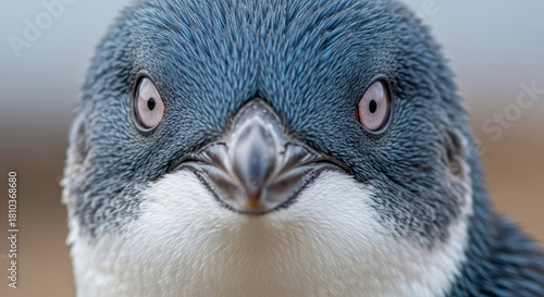 Fairy penguin walking along the shore with its small body and blue-gray feathers. The world’s smallest penguin, symbol of charm, coastal life, and wildlife.