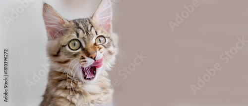 Quadro su tela Playful curious tabby cat, Portrait of hungry cat, intensive staring with tongue out, licking