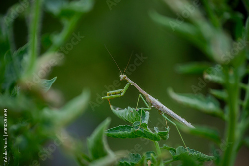 Praying Mantis