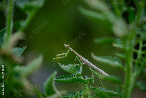 Praying Mantis