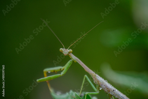 Praying Mantis Face