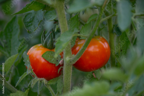 Tomatoes growing