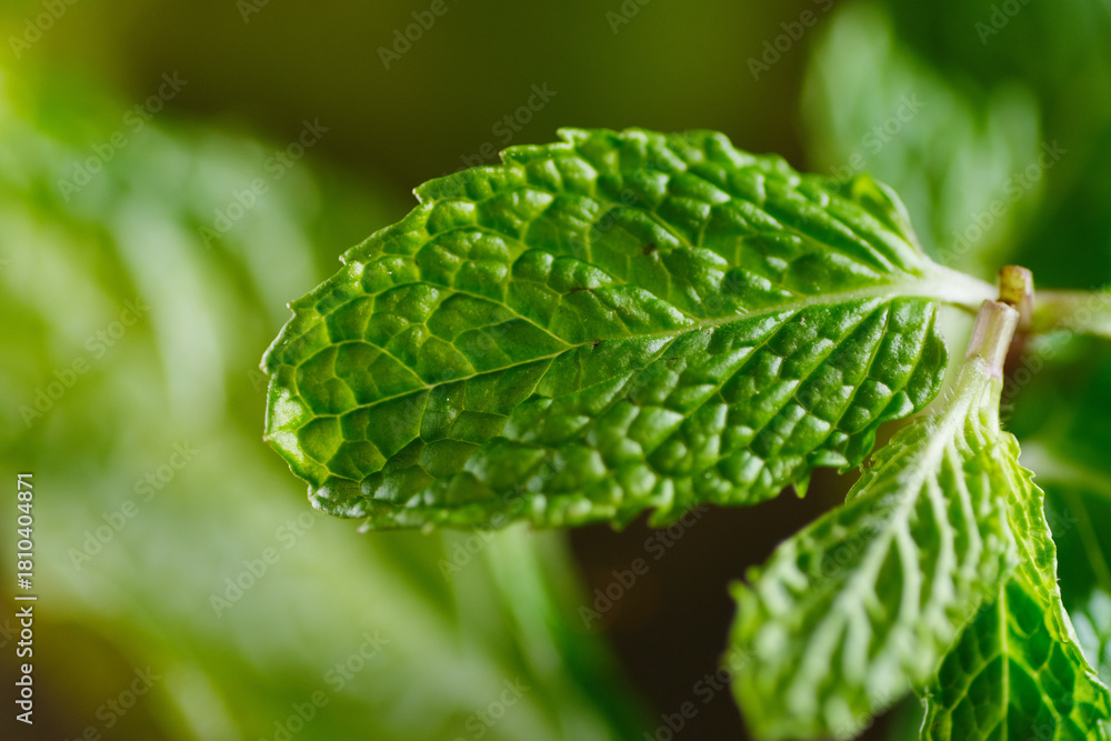 Naklejka premium Macro texture of mint leaf. Mint leaves are a fragrant herb with culinary, medicinal, and skincare uses