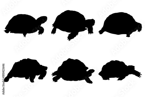 set of turtle