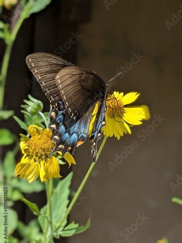Canvas Print butterfly on flower