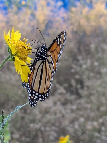 monarch butterfly on a flower