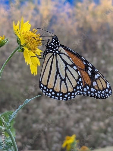 monarch butterfly on a flower