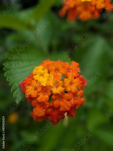 Orange and Yellow Lantana