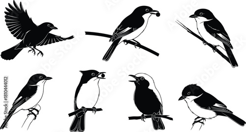Blackbird silhouette collection featuring various perched and flying poses, detailed songbird illustrations on branches for nature, wildlife, birdwatching, and elegant vector design themes