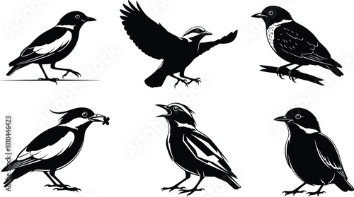 Collection of detailed bird silhouette vector illustrations featuring various perched and flying songbirds in black and white style, perfect for wildlife artwork and design