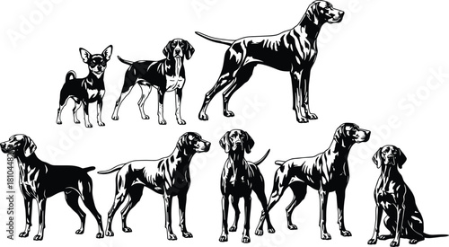 Hunting dog vector illustration set, german shorthaired pointer and chihuahua silhouette, black and white animal collection isolated on white background, pet art.