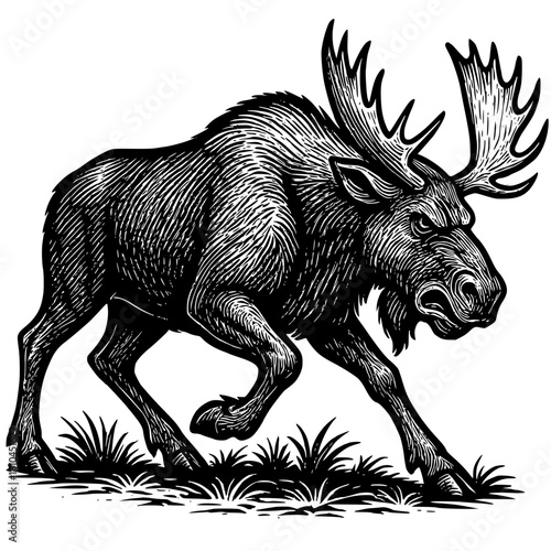 black and white illustration of a furious moose