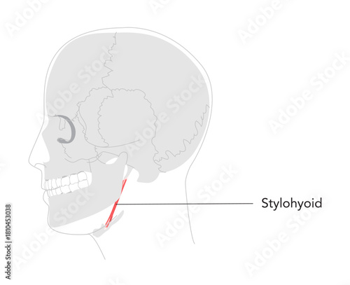 Stylohyoid - Human suprahyoid muscle shown in labeled anatomy diagram, elevates and retracts hyoid bone during swallowing, medical reference and head side view educational illustration