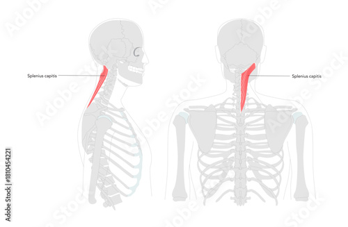 Splenius capitis - Posterior neck muscle depicted in detailed labeled chart, extends, rotates, and laterally flexes the head, vital for anatomy and physiology training