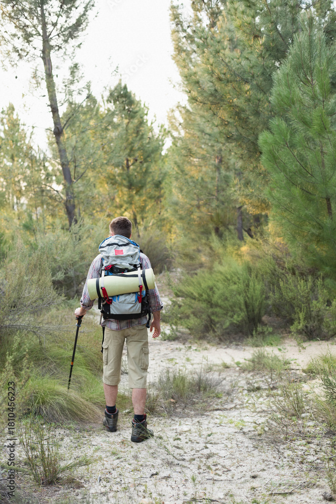 Fototapeta premium Hiker is walking along sandy pine trail carrying backpack with rolled pad and using trekking pole