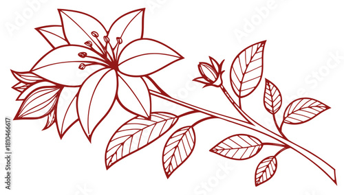 Maroon red line art lily flower and bud illustration Vector, A line art illustration of a blooming lily flower with a smaller bud and several leaves, rendered in a dark red color 