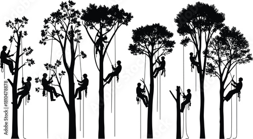 Tree climbers working high in forest trees using ropes, safety gear, and professional arborist techniques, detailed silhouette vector illustration for environmental and forestry concepts