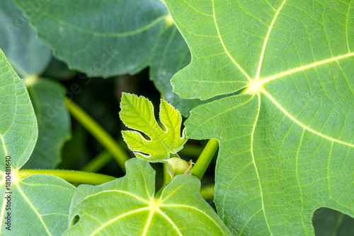 A leafy green plant with a small leafy green leaf in the center