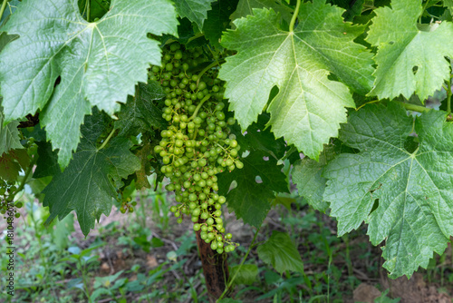 A bunch of grapes are hanging from a vine