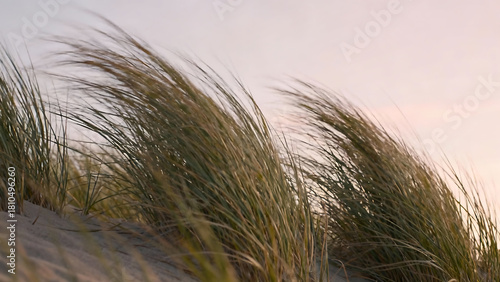 Swaying Grass on Sandy Beach at Sunset