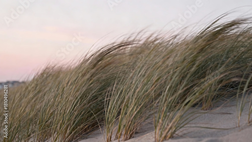 Swaying Beach Grass at Sunset