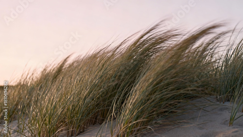 Swaying Beach Grass at Sunset