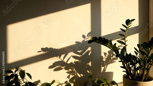 Sunlit Shadows and Greenery in a Cozy Corner