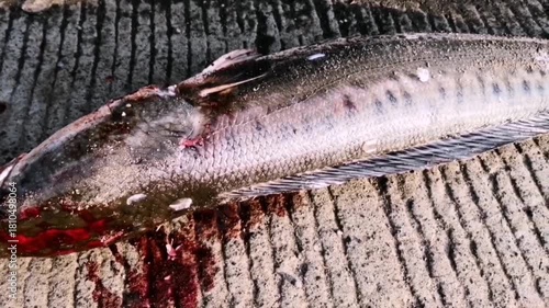 Giant snakehead fish from fishing in a lake on the edge of the forest, lying dead on a cement floor