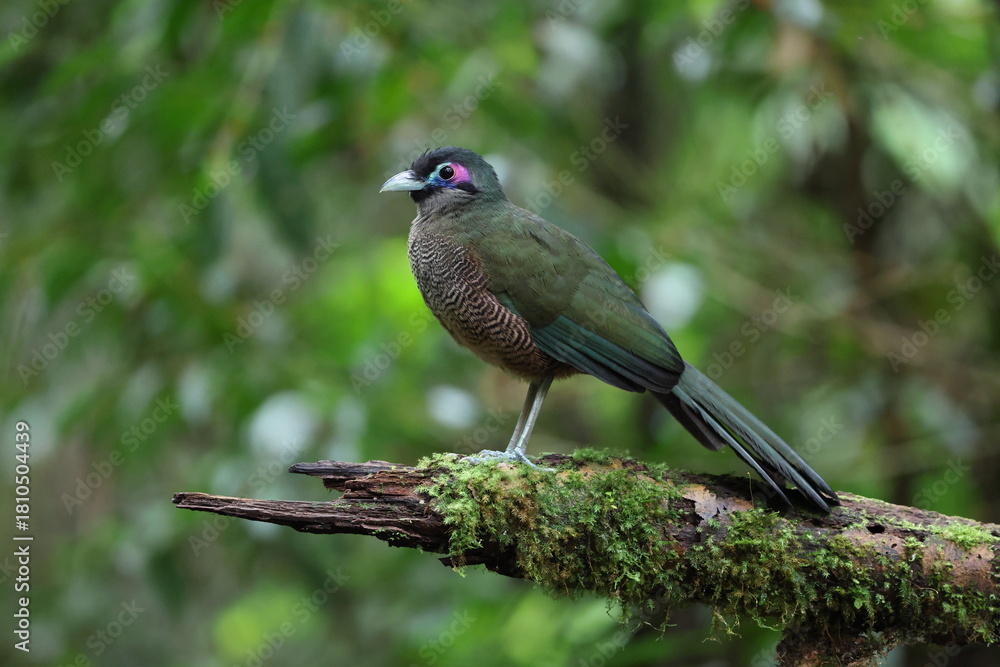 Fototapeta premium Sumatran ground cuckoo (Carpococcyx viridis) is a large, terrestrial species of cuckoo endemic to the forests of Sumatra in Indonesia.