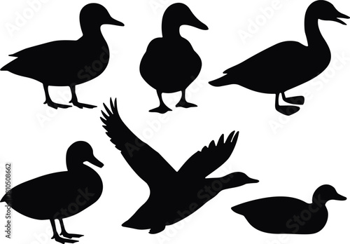 Duck silhouettes collection featuring standing, swimming, and flying poses, wildlife bird illustration, vector design for nature, animal, and outdoor themed projects