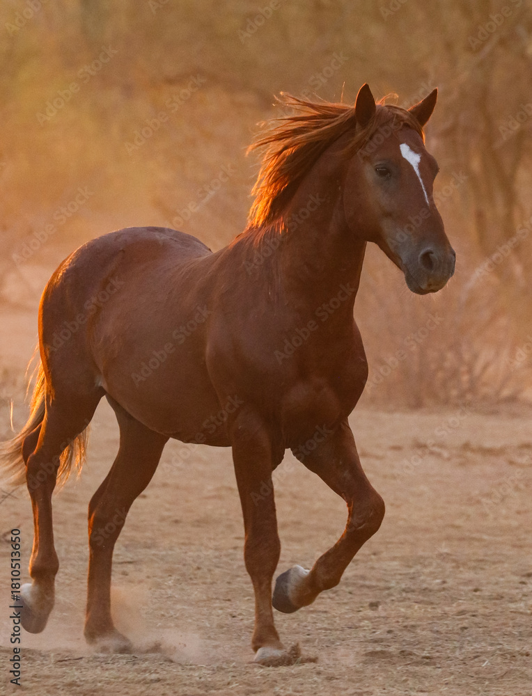 Obraz premium Wild Stallion in Sunrise Light