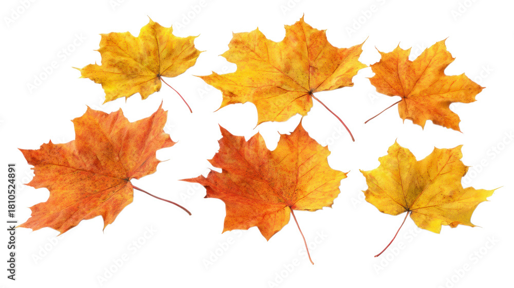 Fototapeta premium Collection of vibrant orange and yellow maple leaves displaying the beautiful colors of autumn season