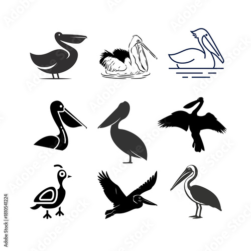 “Majestic pelican with large beak and broad wings, symbolizing coastal beauty, calm waters, and natural grace.”
